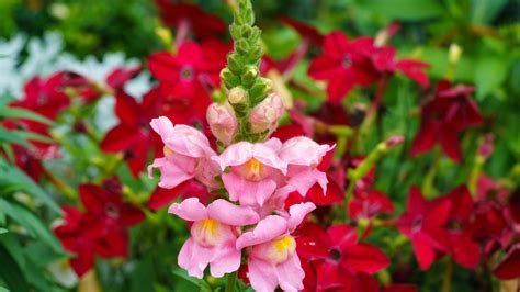 How To Grow And Take Care Of Snapdragons Plant Care Today Snapdragon