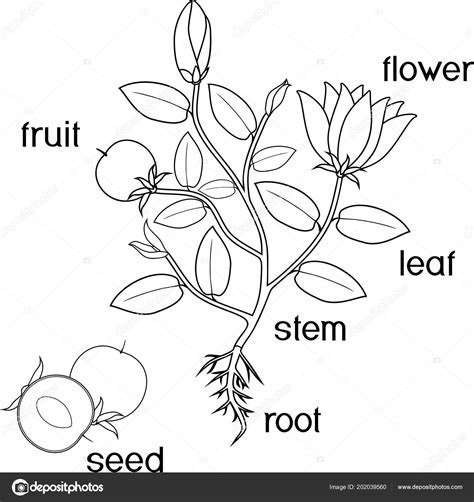 Today i have collects some information about non flowering plants hope all will get some information so please subscribe the. Coloring Page Parts Plant Morphology Flowering Plant Root ...