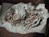 Photos of Dinosaur Fossil In Ground