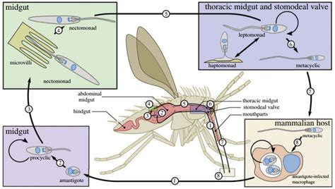 BugBitten A Gutsy Survival Of Leishmania In Multiple Sand Fly Species