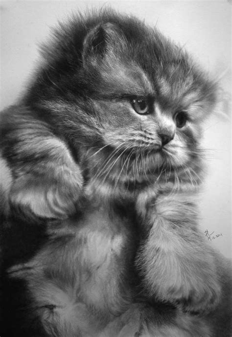 Increíbles Dibujos De Gatos Hechos A Lápiz Por Paul Lung Dibujos Realistas A Lapiz Dibujos De