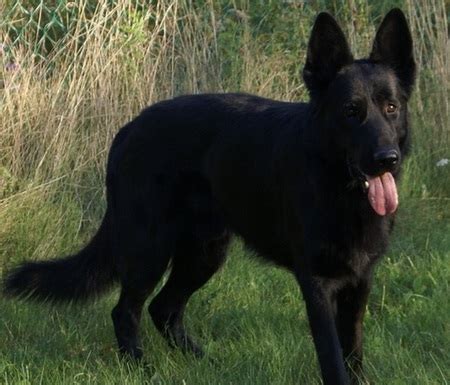 German shepherd pups pure white and pure black. BLACK GERMAN SHEPHERDS from German-American Lines