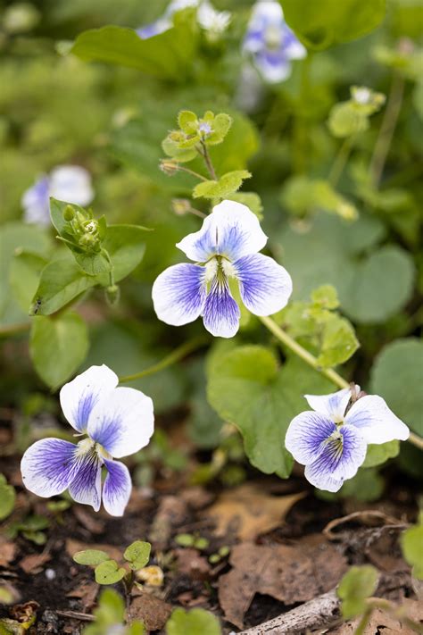 Viola Sororia (common blue violet) - What's growing in the Garden State