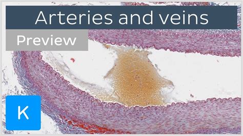 Histology Of Arteries Veins And Capillaries Preview Microscopic Anatomy Kenhub Youtube