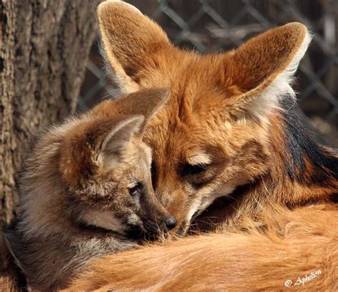 Mane Wolves Photo Source Furry Friends Maned Wolf、denver Zoo、baby