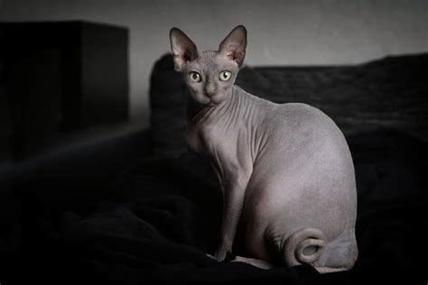 What Are Hairless Cats Called Pango Pets