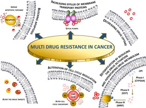 Multidrug Resistance In Cancer Mechanism Overview 125 Download