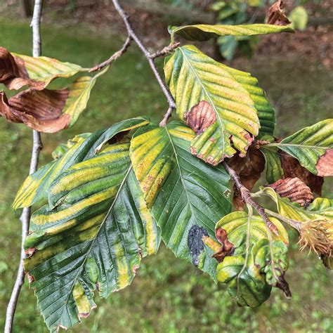 What You Need To Know About Beech Leaf Disease Finegardening