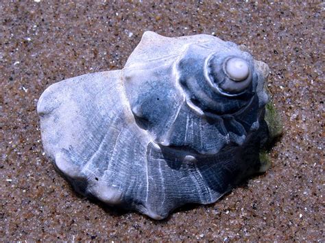 Beautiful Shell Animals Molluscs Picture Download Free Pics
