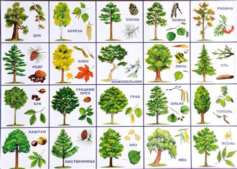 Определение Породы Деревьев По Фото Листа Telegraph