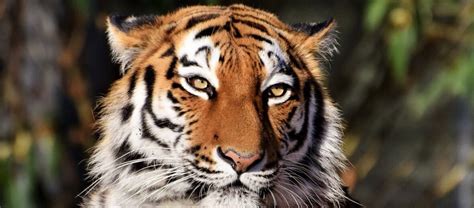 The Beautiful Endangered Siberian Tiger Critter Science