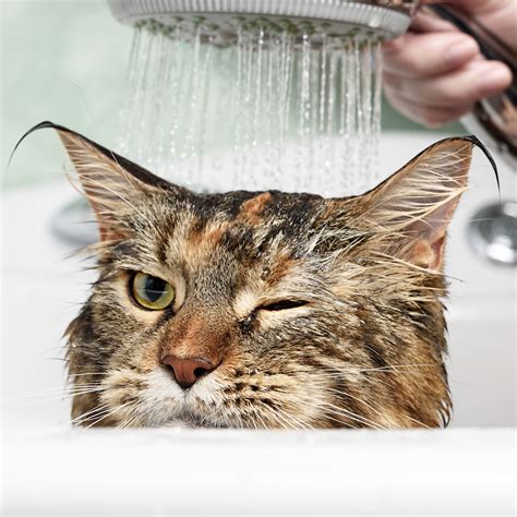 There are sometimes failures due to infants being abandoned or loss of their mother for other reasons. Do You Need to Bathe Your Cat?