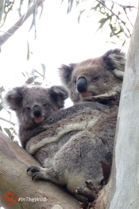 Koala Female And Joey Phascolarctos Cinereus You Yangs Victoria