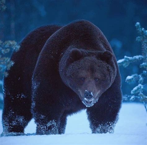 Animals On Land On Instagram Brown Bear Ursus Arctos In Blue Hour