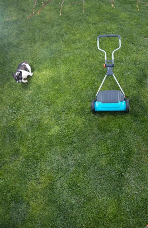 Above View Of Hand Held Lawn Mower Lawnmower And French Bulldog Running