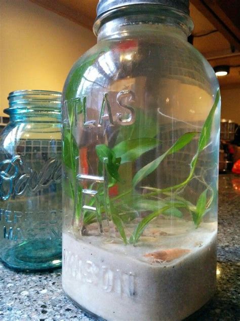 Planted Micro Aquarium Half Gallon Mason Jar Amazon Sword Shrimp