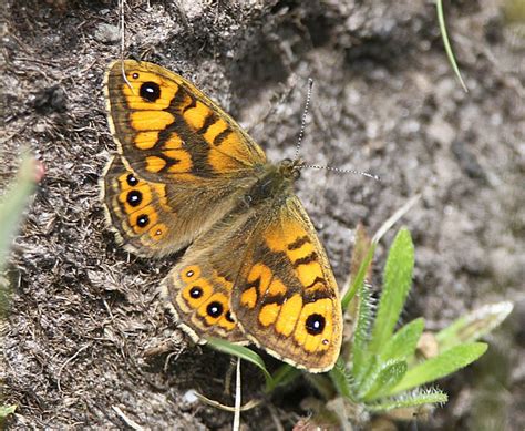 Murfs Wildlife Wall Brown Butterfly