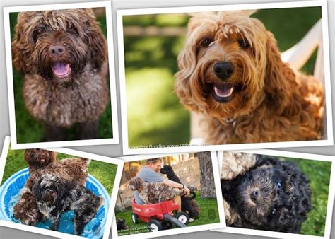 Browse lancaster puppies for english bulldog breeders. English Bulldog Puppies For Sale In Texas Craigslist