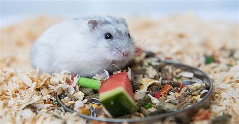 Yes, bananas are also okay for hamsters to eat in very small amounts. Can Hamsters Eat Watermelon - Is It Good Or Bad For Them?