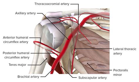Posterior Circumflex Humeral Artery Model