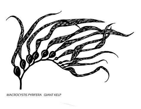Kelp Drawing At Explore Collection Of Kelp Drawing