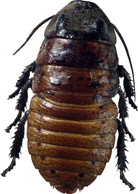 Roach Png Image Purepng Free Transparent Cc0 Png Image Library