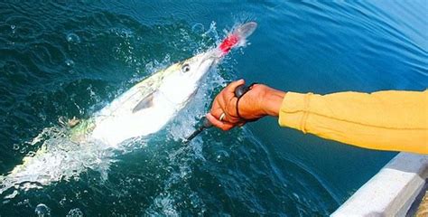 Pesca Deportiva En Baja California Sur México Desconocido