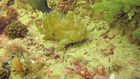 Ocellated Frogfish Of Clearwater Florida 2011 Youtube