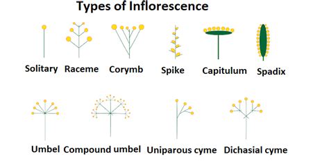Capitulum Inflorescence Is Found In