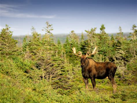 Moose Newfoundland And Labrador Canada