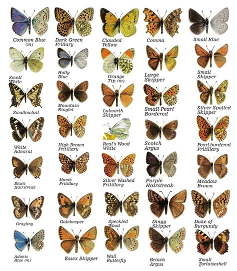 Butterfly Species List With Pictures
