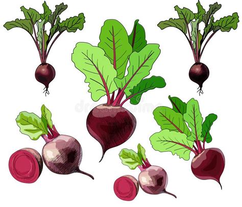 Hand Drawing Doodle Colorful Beets Outline Beetroot In Vector Stock Vector Illustration Of