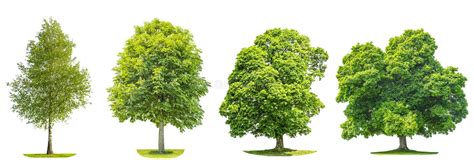 Collection Of Green Leaves Of Trees With Names Stock Photo Image Of