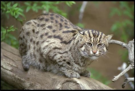Bobcat Wildlife Wild Cats Wild Cat Species Hd Wallpaper Peakpx