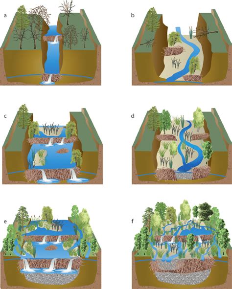 How Beaver Dams Affect The Development Of Incised Streams A Beaver