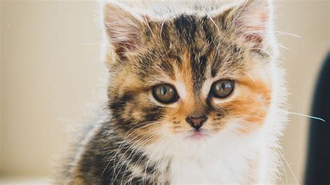 Download Wallpaper 3840x2160 Kitten Cat Cute Pet 4k Uhd 169 Hd Background