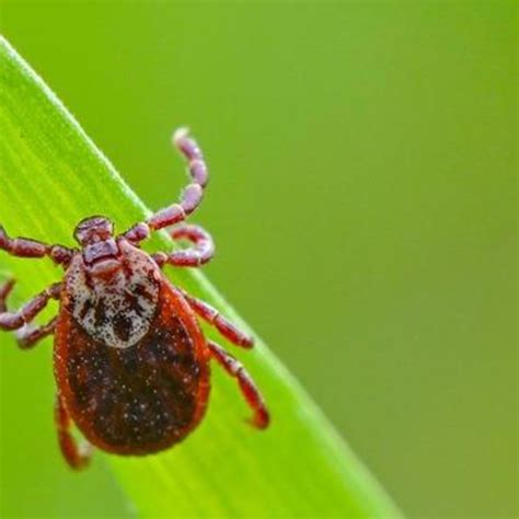 Tick Season Is Here How To Protect Yourself From Bites Lyme Disease