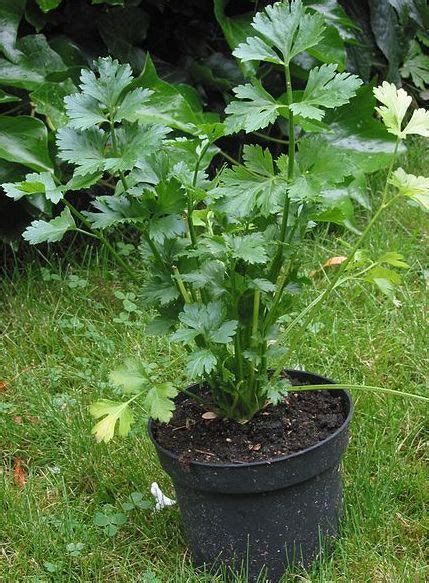Growing Celery In Containers Pots Backyards At Home Agri Farming