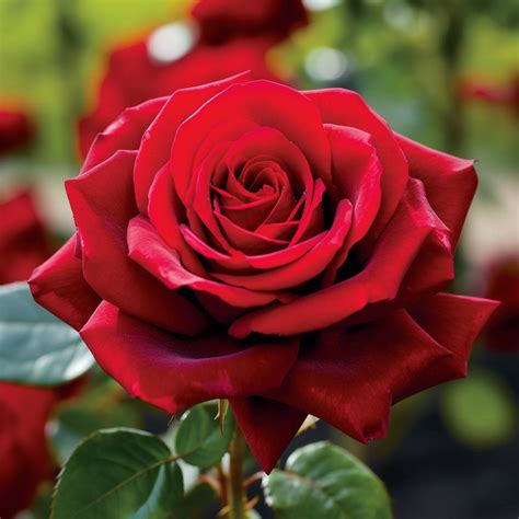 Red Rose Varieties 23 Beautiful Types Of Red Rose
