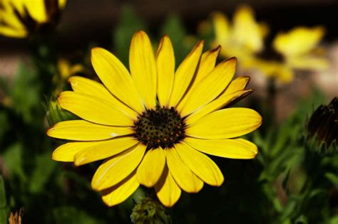 Yellow Daisy Flower Free Stock Photo Public Domain Pictures