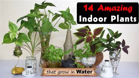 14 Amazing Indoor Plants That Grow In Water