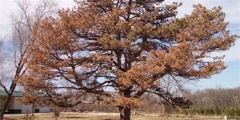 Georgia Pine Tree Diseases Laureen Winters