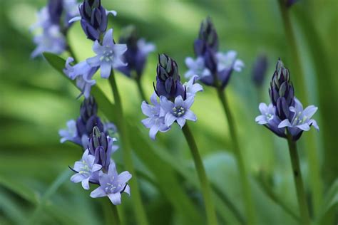 Hd Wallpaper Bell Hyacinths Wildflowers Blue Petals Spring Flowers