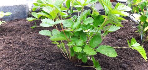 Damit ihre himbeeren viele früchte tragen, benötigen sie neben einem lockeren, humusreichen boden auch den richtigen dünger. Erdbeeren pflanzen: Wann ist der beste Zeitpunkt? - grüneliebe