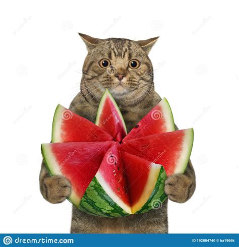 Gato Com Melancia Na Cabeça