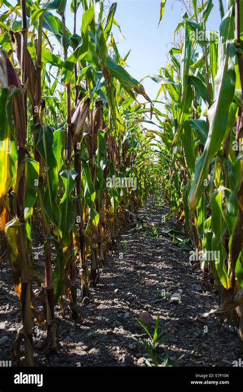 Low Perspective Image Of Rows In A Corn Field Stock Photo Alamy