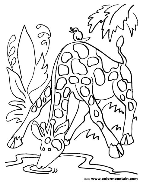 Download Drinking Giraffe Coloring Page - Create A Printout Or Activity