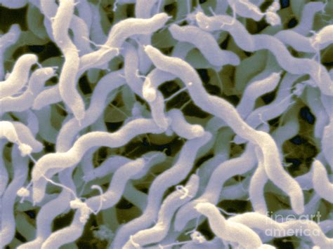 Campylobacter Jejuni Photograph By Scimat Pixels