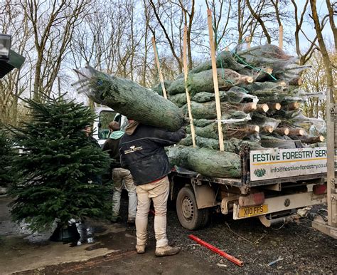 Delivery Warwickshire Christmas Tree Farm