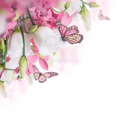 Bouquet Of White And Pink Roses Butterfly Stock Image Image Of
